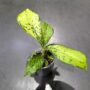 Dieffenbachia Crocodile