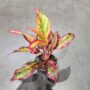 Aglaonema Red Fire