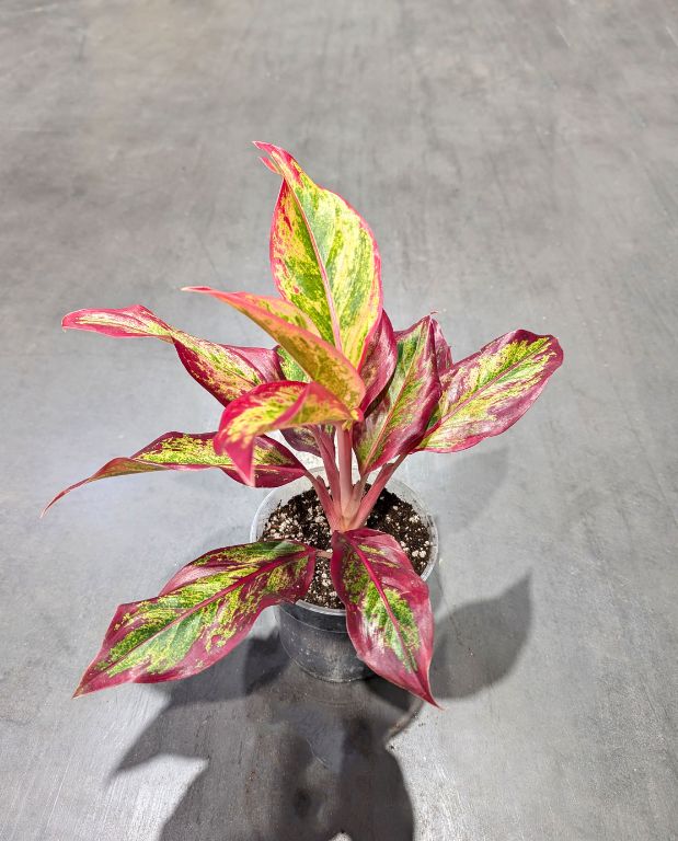 Aglaonema Red Fire