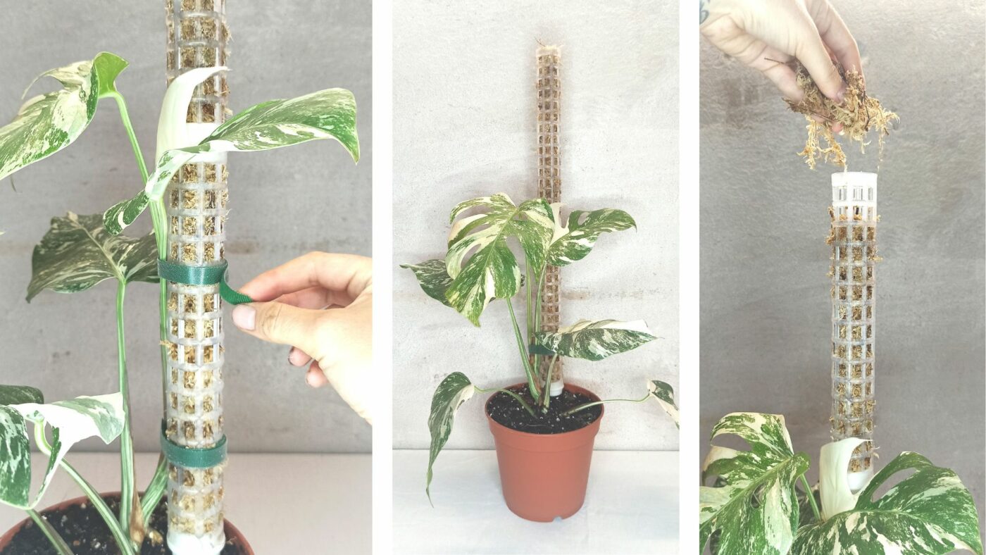 Comment tuteurer une plante d'intérieur