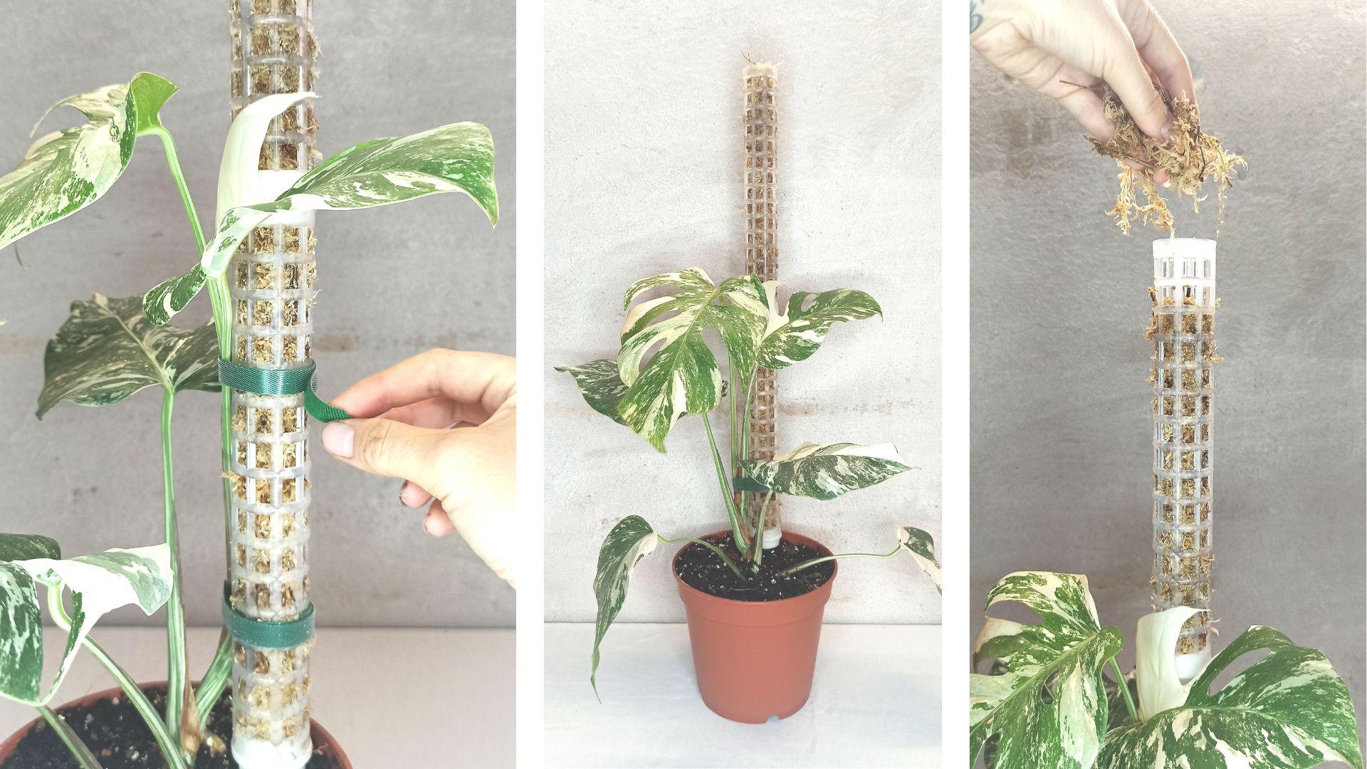 Comment tuteurer une plante d'intérieur