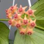 fleurs de porcelaine Hoya Polyneura - Hoya Queue de Poisson