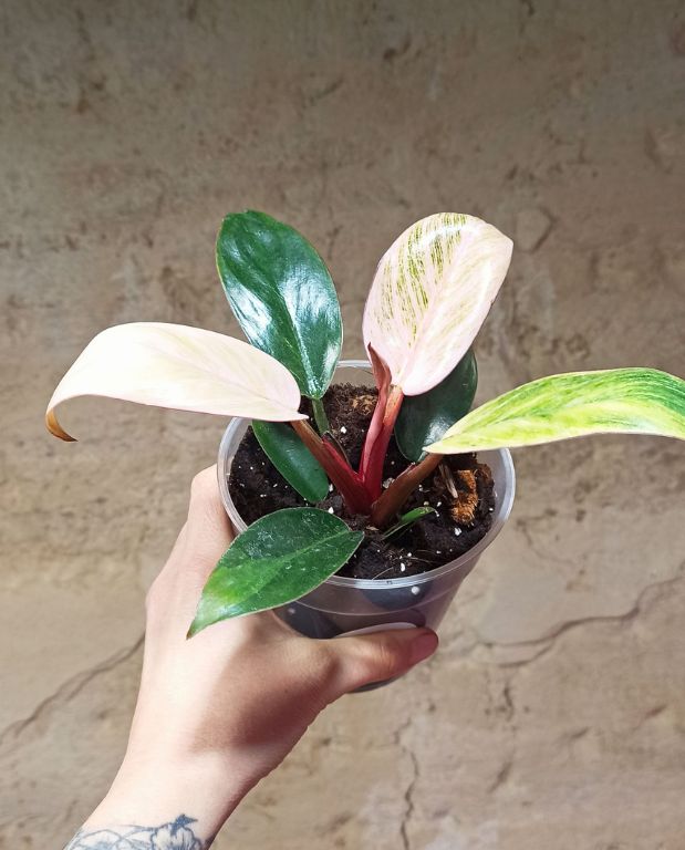 philodendron pink bikini