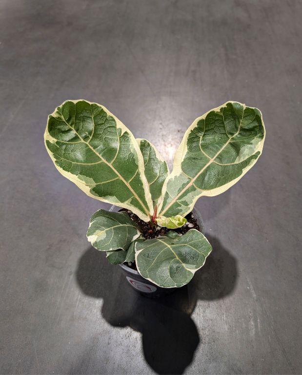 Ficus Lyrata Variegata