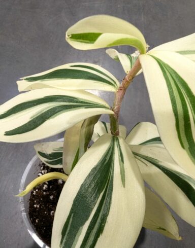 Costus Arabicus Variagata – Spirale panachée du Gingembre alternative
