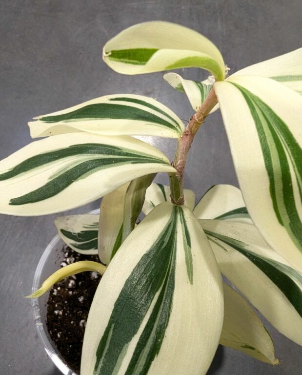 Costus Arabicus Variagata