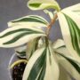 Costus Arabicus Variagata