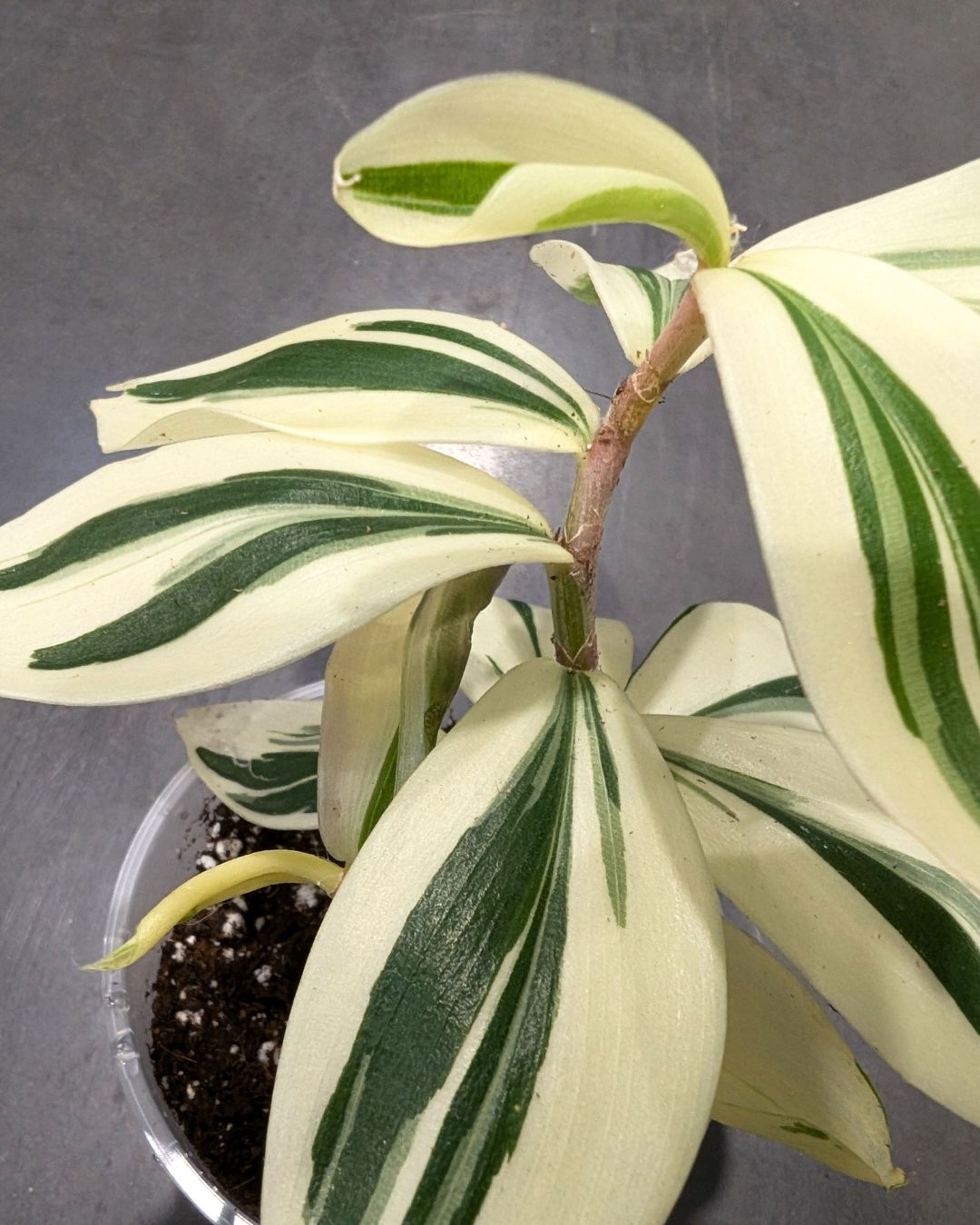 Acheter Costus Arabicus Variagata - Spirale panachée du Gingembre en ...