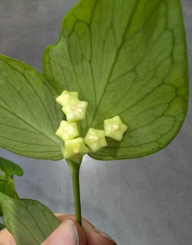 Hoya Polyneura – Hoya Queue de Poisson alternative