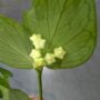Hoya Polyneura - fleurs de porcelaine