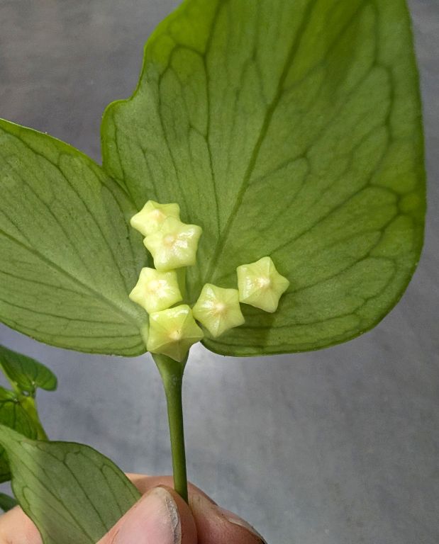 Hoya Polyneura - fleurs de porcelaine