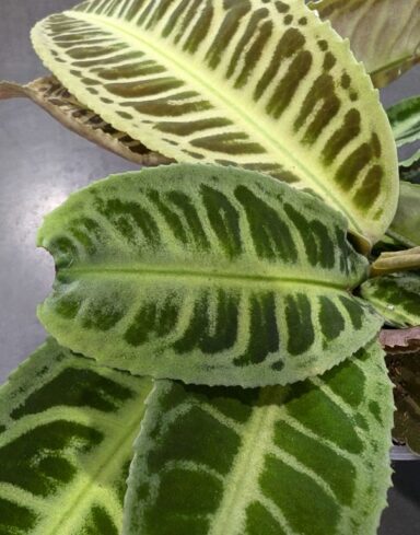Labisia Japonica – Dos de Tortue alternative