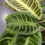 Labisia Japonica - Dos de Tortue