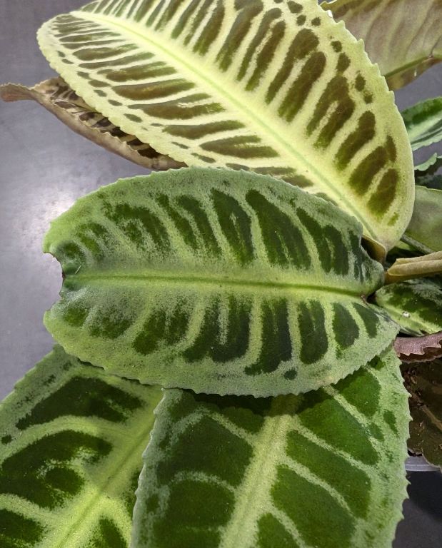 Labisia Japonica - Dos de Tortue