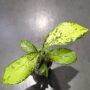 Dieffenbachia Crocodile