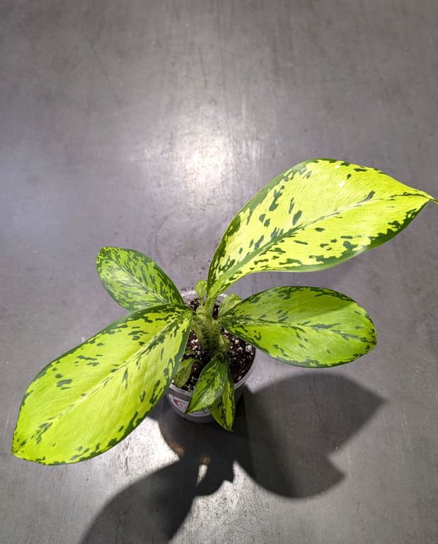 Dieffenbachia Crocodile