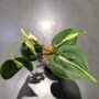 Philodendron Cream Splash