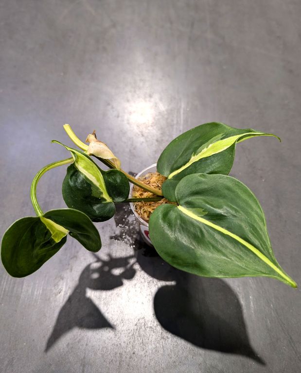 Philodendron Cream Splash