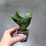 Sansevieria Trifasciata Hahnii