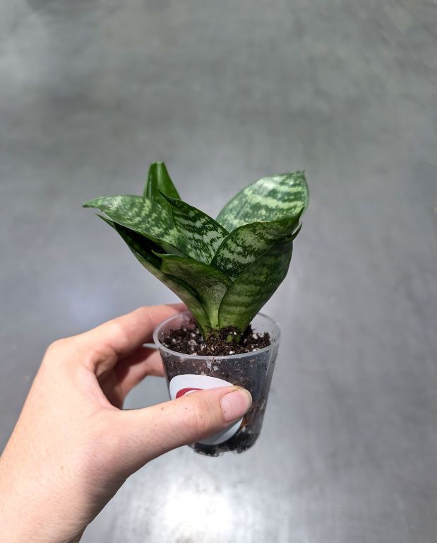 Sansevieria Trifasciata Hahnii