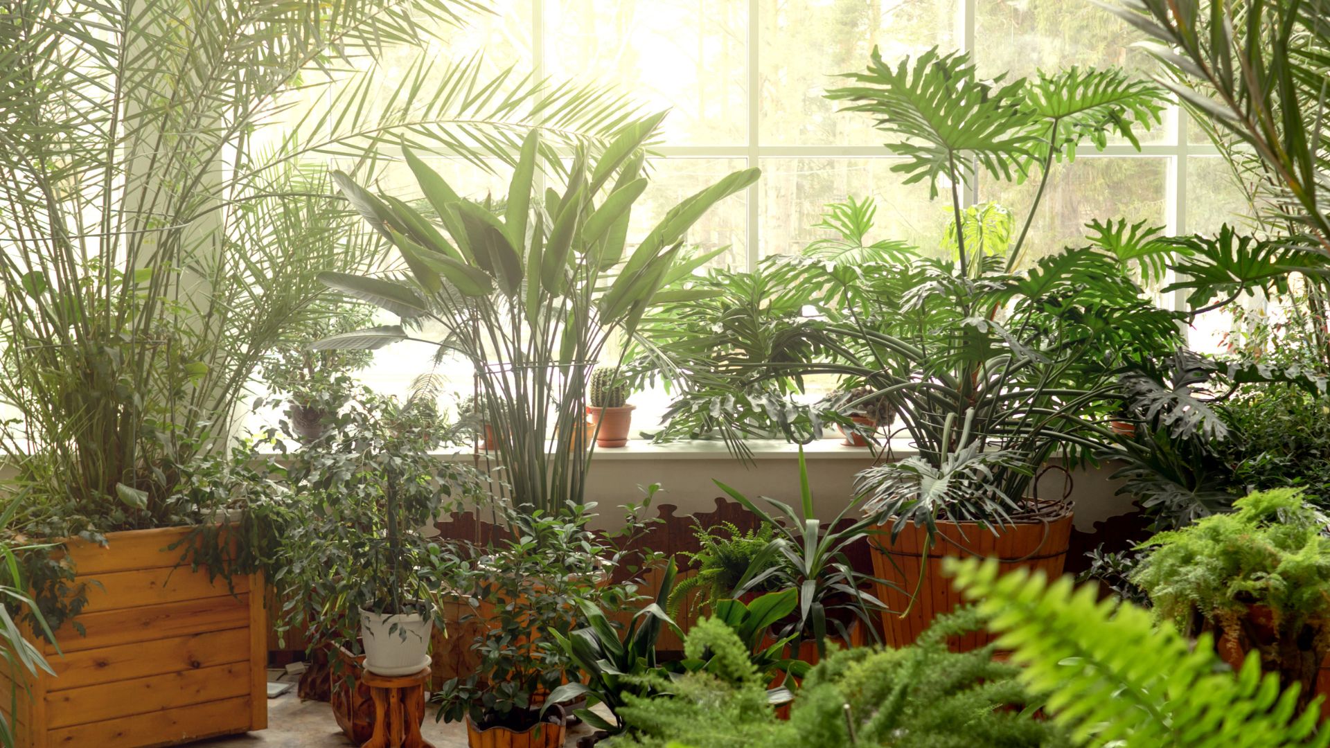 besoin en lumiere des plantes d'intérieur