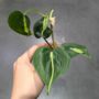 Philodendron Cream Splash