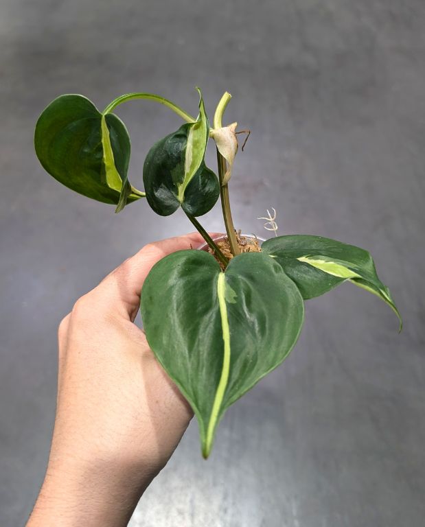Philodendron Cream Splash