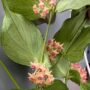 fleurs de porcelaine Hoya Polyneura - Hoya Queue de Poisson