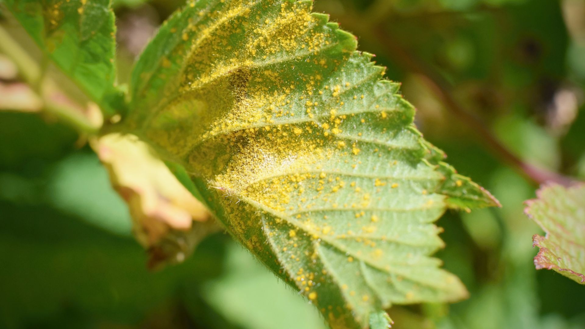 Maladies et nuisibles des plantes d'intérieur
