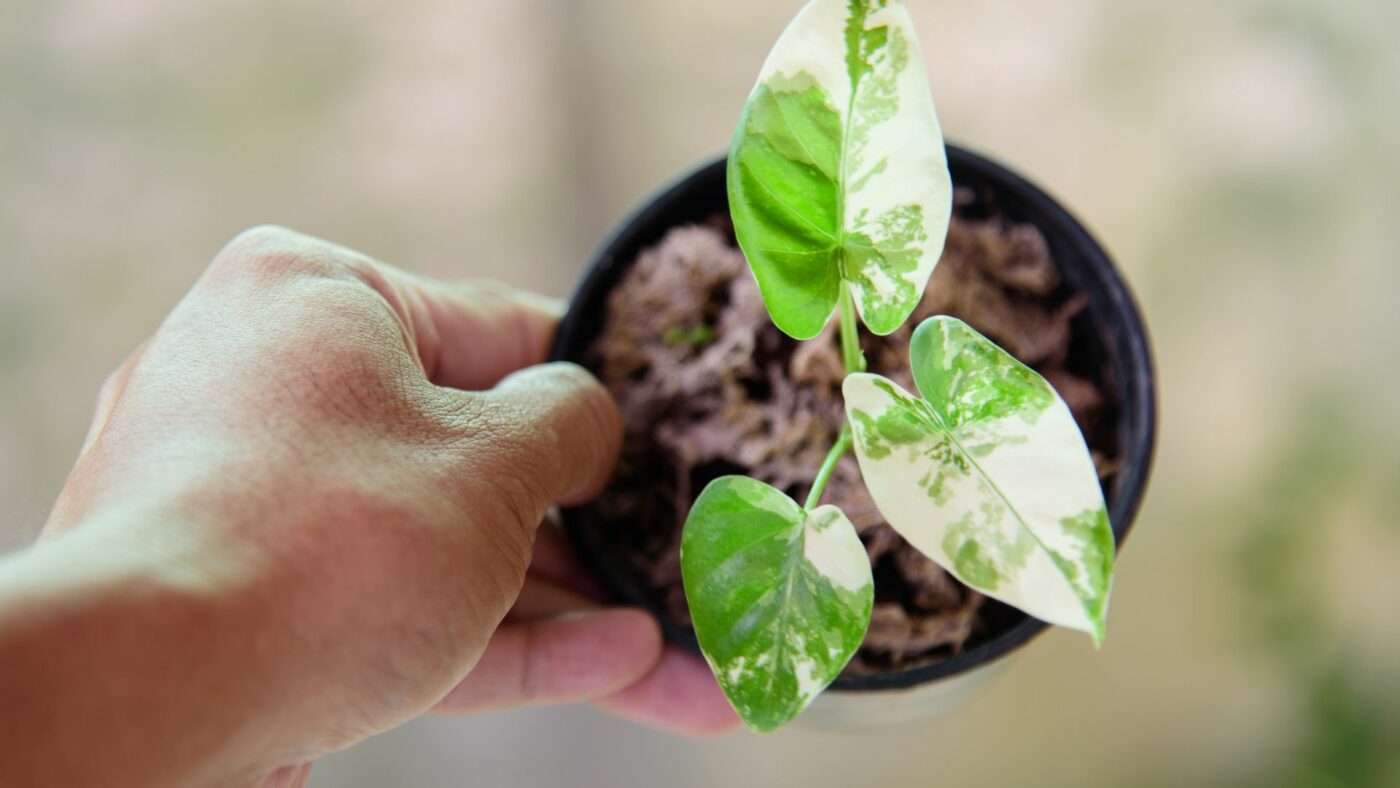 Comment garder sa plante petite ?
