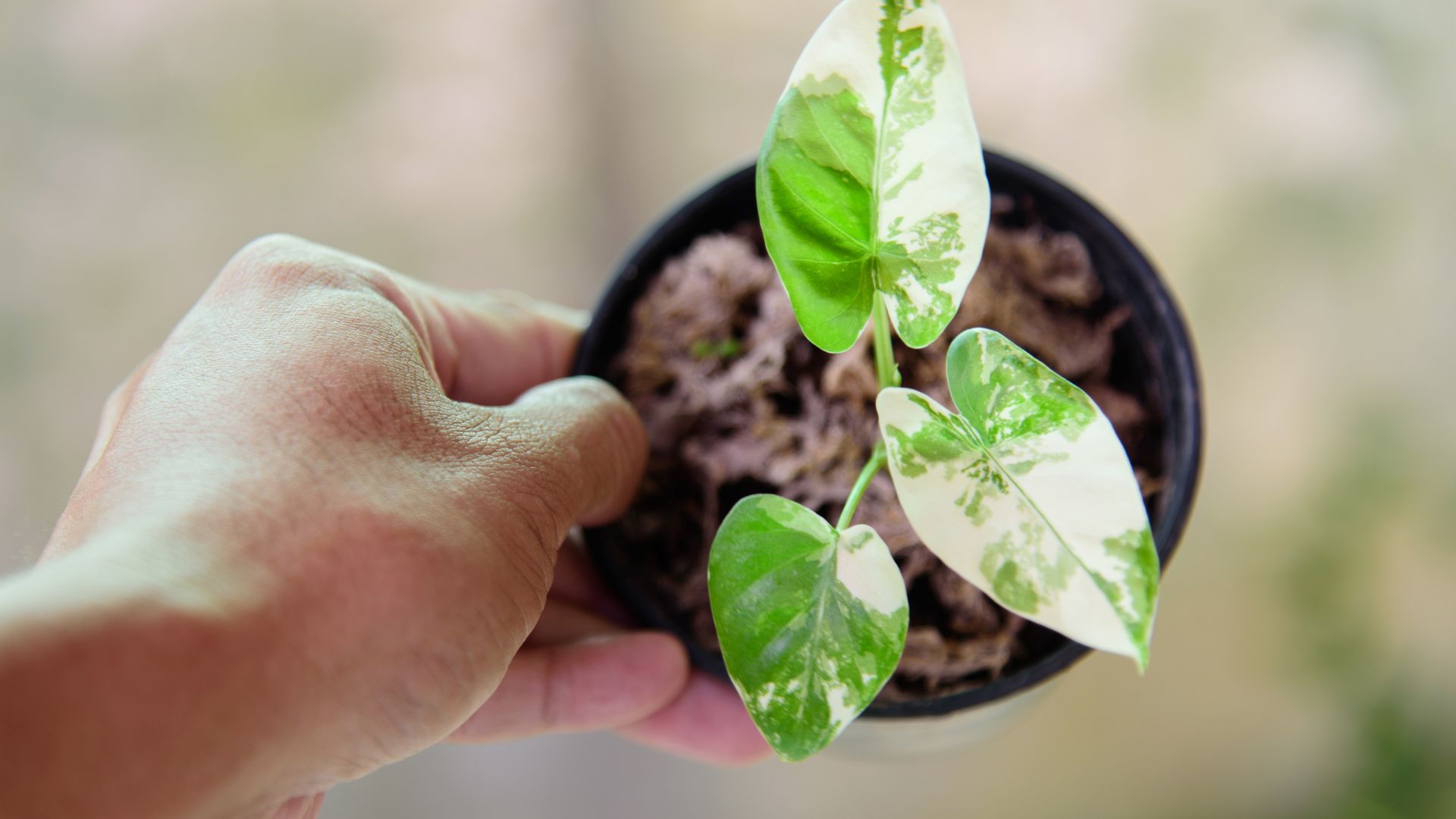 Comment garder sa plante petite ?