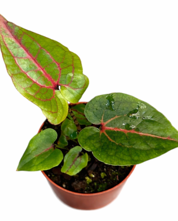 Alocasia Cyrtosperma Johnstonii
