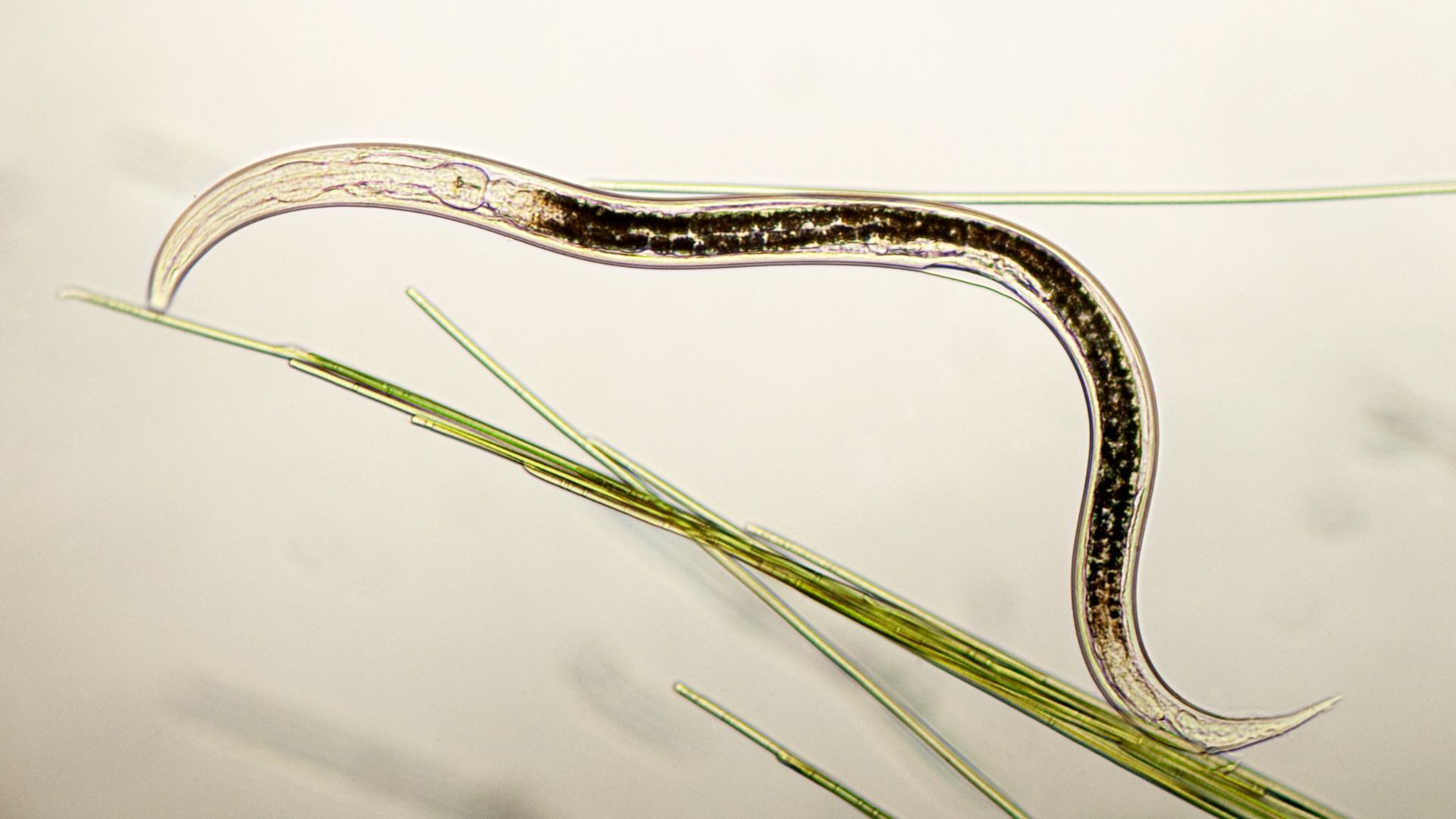 Pourquoi utiliser les nématodes dans la lutte biologique ?