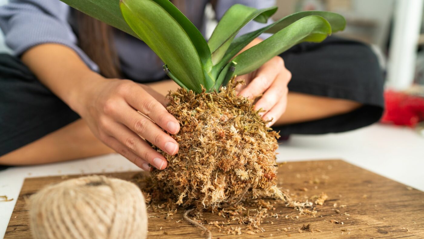 DIY : Créer son kokedama à la maison