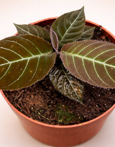 Labisia Gigantifolia alternative