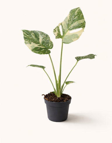 Monstera Creme Brulee