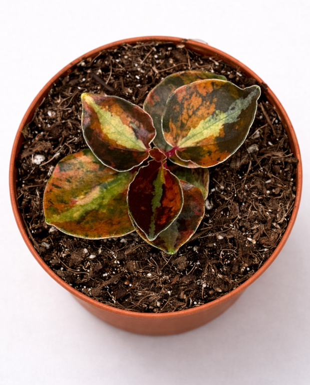 Peperomia Creme Brulée