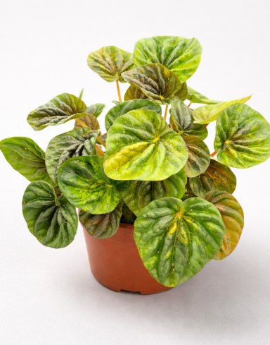 Peperomia carperata Candora