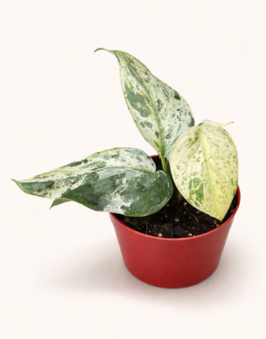 Scindapsus Jade Satin Marble