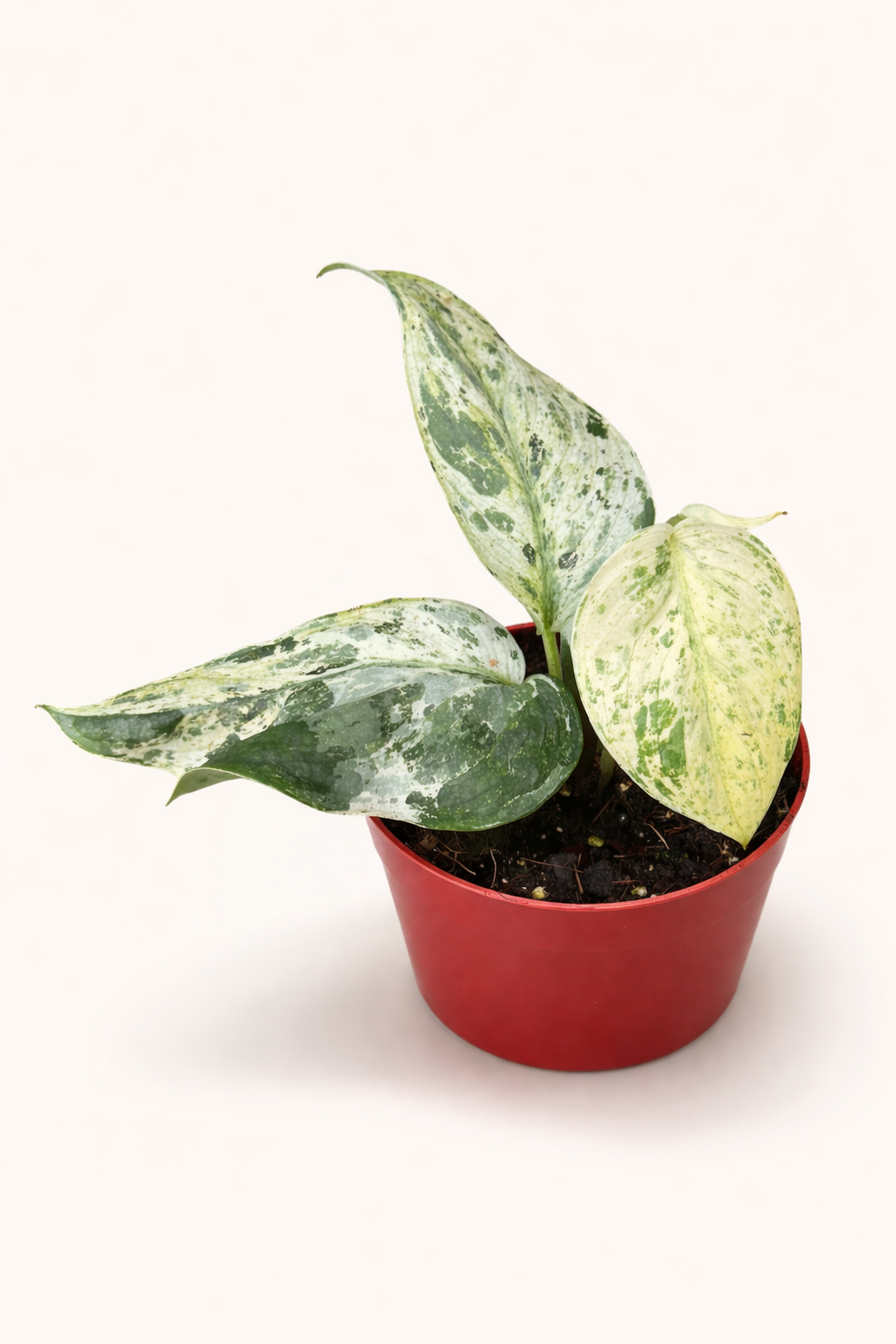 Scindapsus Jade Satin Marble