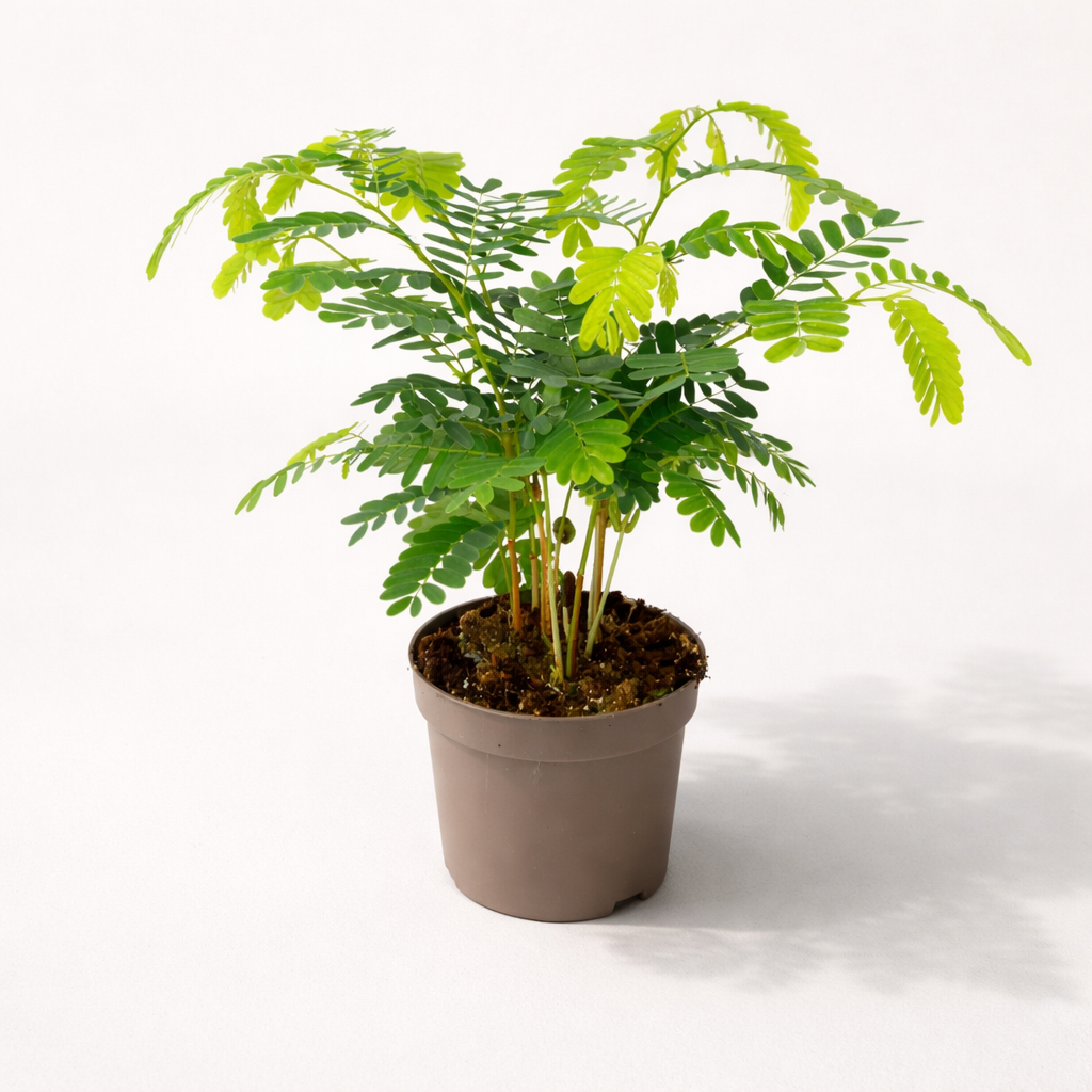 Tamarindus Indica