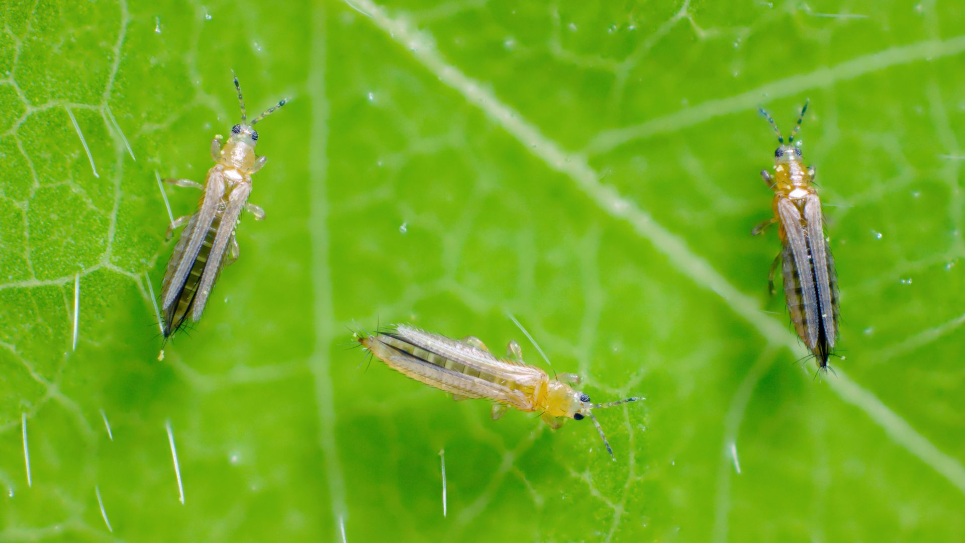 comment se debarasser des thrips sur les plantes d'intérieur - lutte biologique