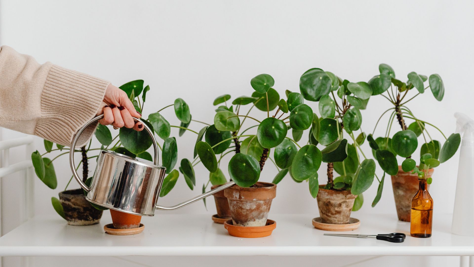 Comment entretenir les Pilea ?