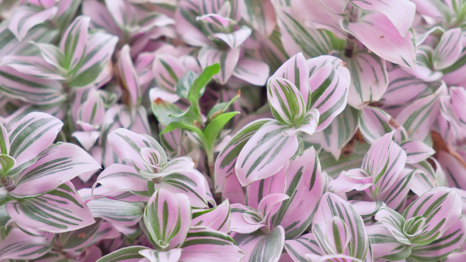 tradescantia nanouk entretien misere