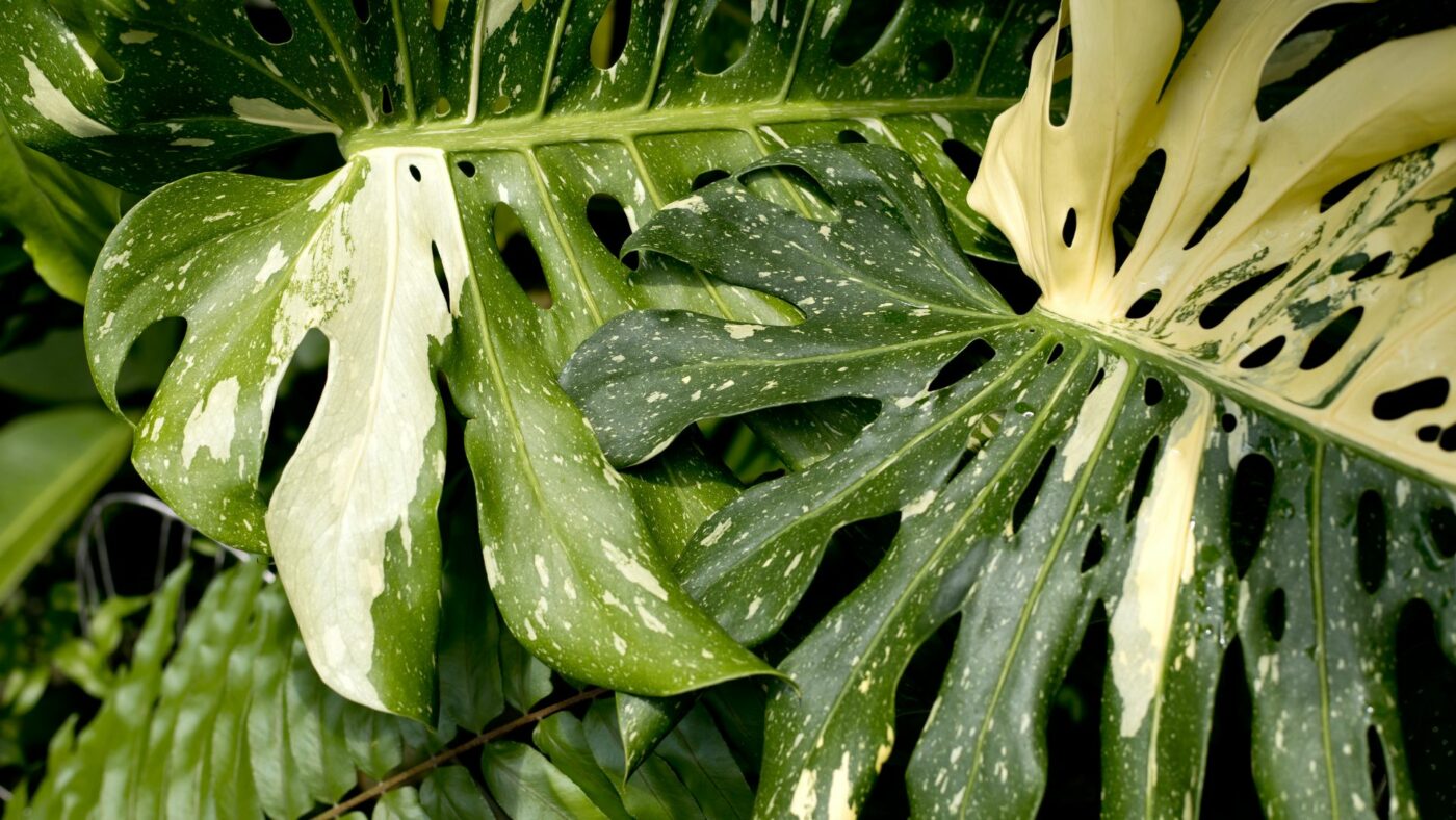 Top 10 des plus belles Plantes Variegata