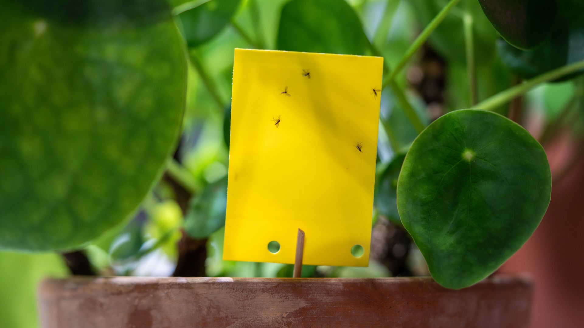 nématodes contre les mouches des terreaux