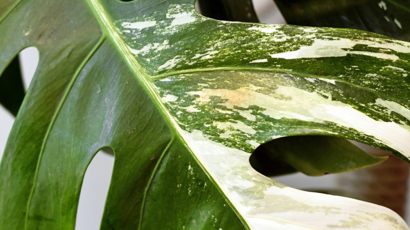 comment appliquer les nematodes SC Carpo contre les thrips