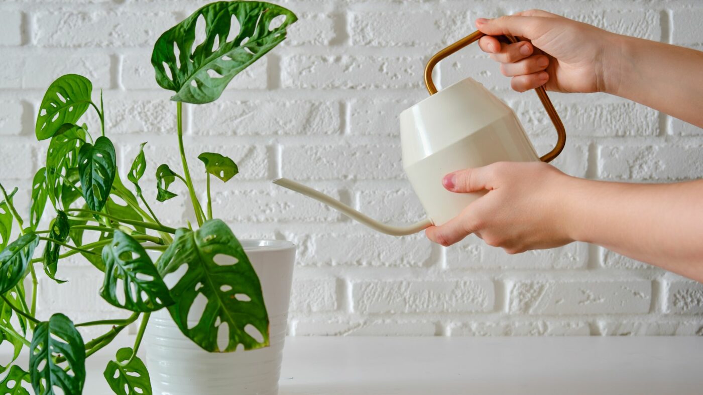 Comment entretenir une monstera adansonii monkey leaf