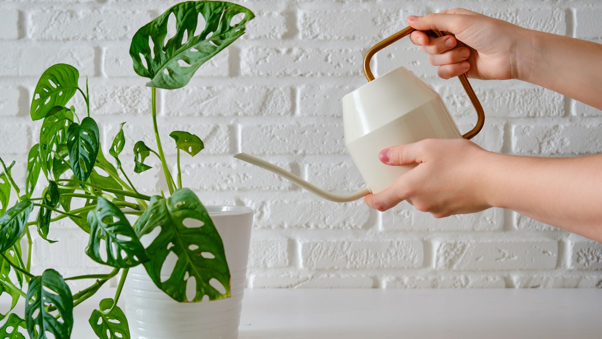 Comment entretenir une monstera adansonii monkey leaf