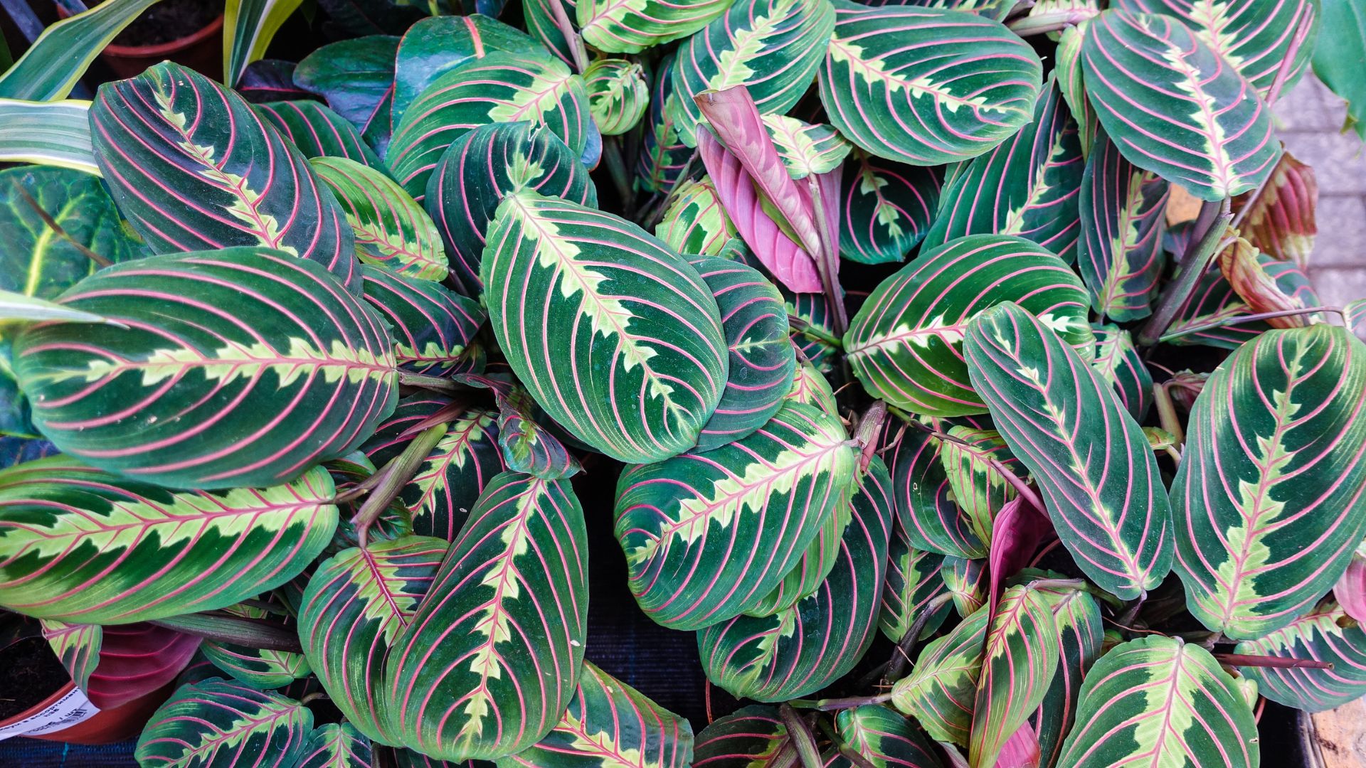 entretien maranta